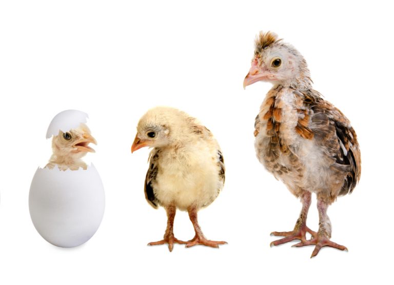 Will Your Integration Business Survive Corporate Adolescence?